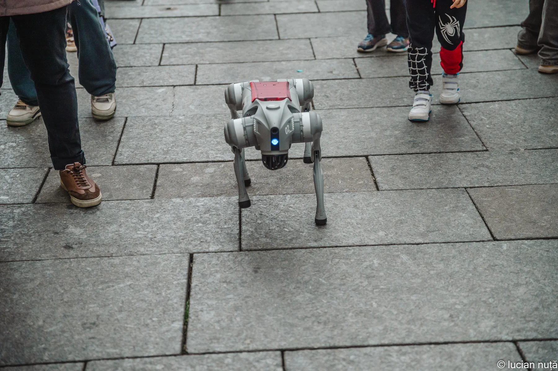 Real Unitree Go2 robot dog